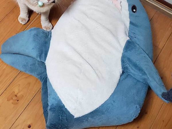 サメのぬいぐるみをくわえて…　留守番中の猫の行動に「もっとくれ」