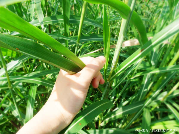 無防備で草むらに入るのはNG！　注意喚起に「十分に気を付けたい」
