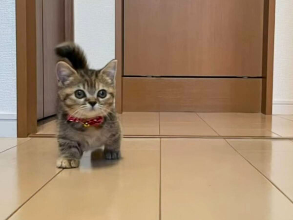 名前を呼んだら寄ってくる子猫　１年後の姿に「たまらん」「毎日寝る前に見たい」