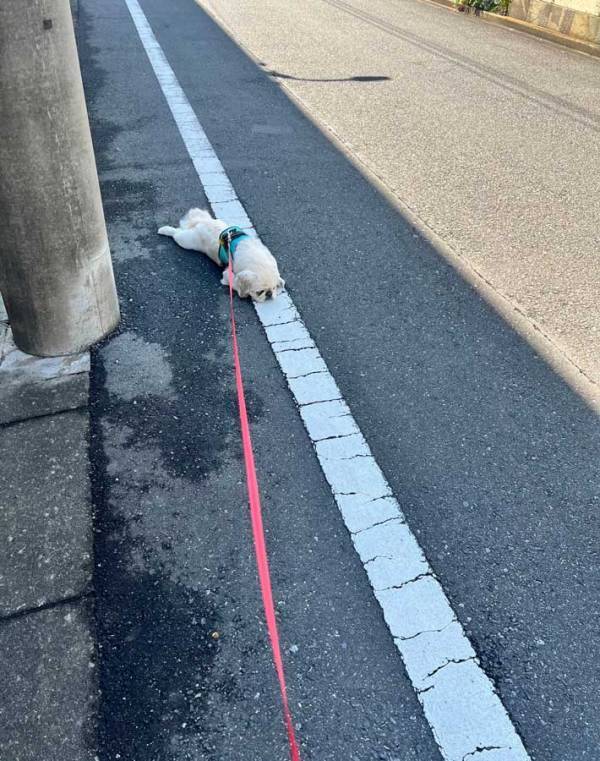 飼い主「道行く人に笑われるのよコレ」　散歩中の１枚に「キャンセル界隈か」「あるある」