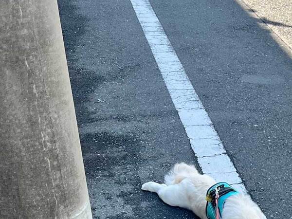 飼い主「道行く人に笑われるのよコレ」　散歩中の１枚に「キャンセル界隈か」「あるある」