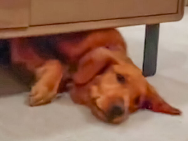 「タイタニックの結末よりいい」　妹のピンチに駆けつけたお兄さん犬が？