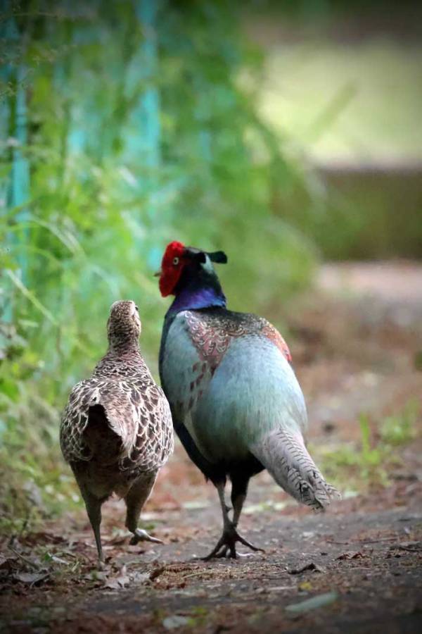 オスのキジの隣を見ると…？　ほほ笑ましい『光景』に「初めて見た」「デートしているみたい」