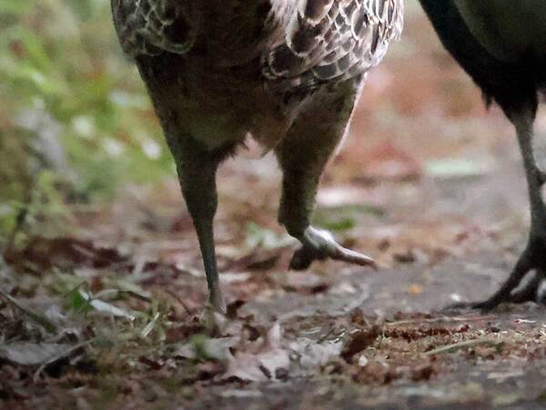 オスのキジの隣を見ると…？　ほほ笑ましい『光景』に「初めて見た」「デートしているみたい」