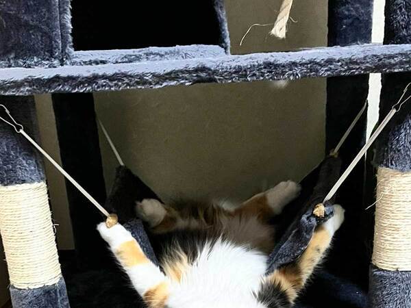 飼い主「どういう感情？」　朝、愛猫を見ると？「涙流して笑った」