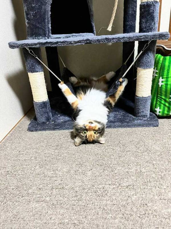 飼い主「どういう感情？」　朝、愛猫を見ると？「涙流して笑った」