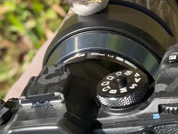 「ちょっと待って」　野鳥の撮影中、カメラに…「警戒心が薄い」「野生はどこへ？」