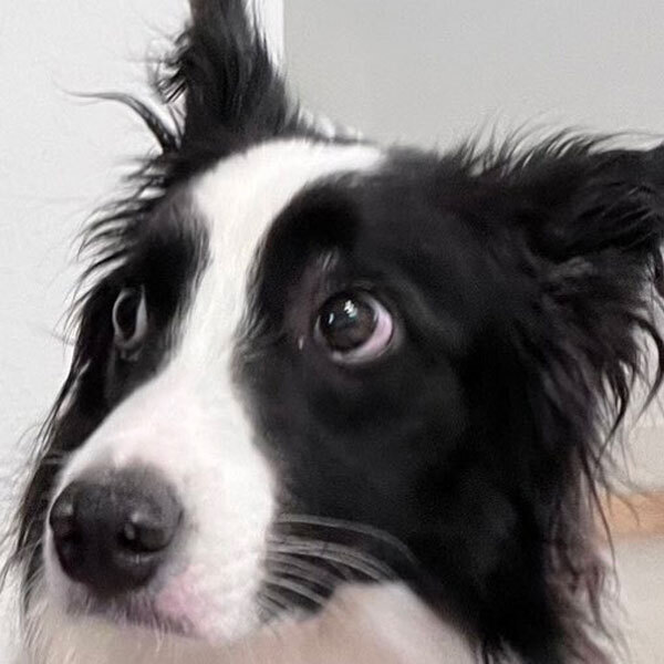 「笑っちゃった」「いい顔すぎる」　冷えピタを貼った飼い主を見て、愛犬が…？