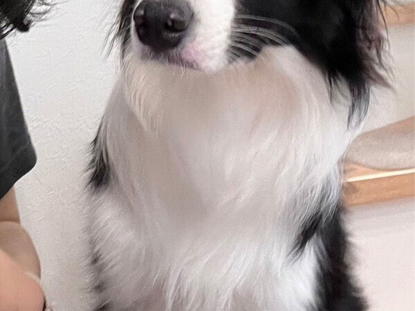 「笑っちゃった」「いい顔すぎる」　冷えピタを貼った飼い主を見て、愛犬が…？