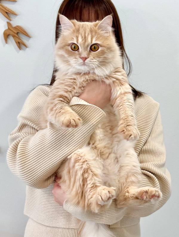 「めっちゃイケメンになった」　３頭身だった猫が１歳になると…