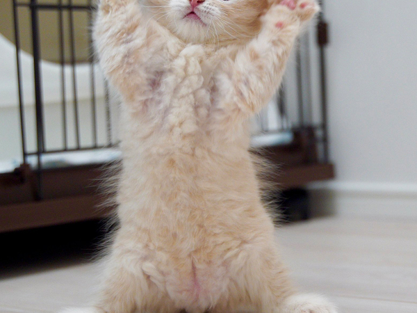 「めっちゃイケメンになった」　３頭身だった猫が１歳になると…