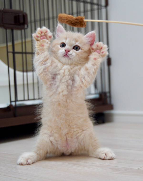 「めっちゃイケメンになった」　３頭身だった猫が１歳になると…