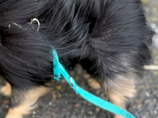 飼い主「これが噂の…」　強風の中、散歩に出かけたら愛犬のポメラニアンはこうなった