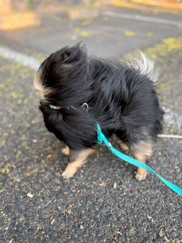 飼い主「これが噂の…」　強風の中、散歩に出かけたら愛犬のポメラニアンはこうなった
