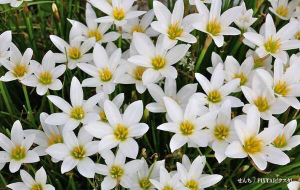 「有毒です」　道端にも咲いている花の『正体』に「驚いた」