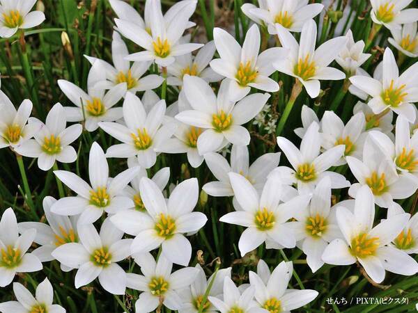 「有毒です」　道端にも咲いている花の『正体』に「驚いた」