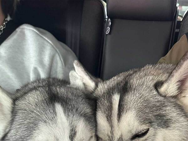 『行きと帰り』　ハスキーのビフォーアフターに「まさかの…」「正反対！」