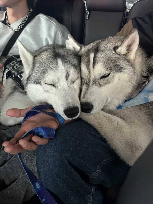 『行きと帰り』　ハスキーのビフォーアフターに「まさかの…」「正反対！」