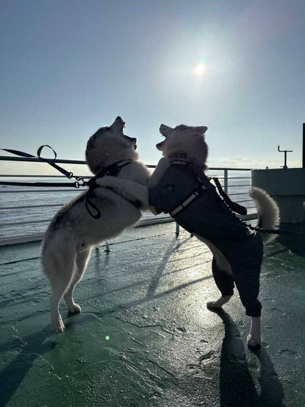 『行きと帰り』　ハスキーのビフォーアフターに「まさかの…」「正反対！」