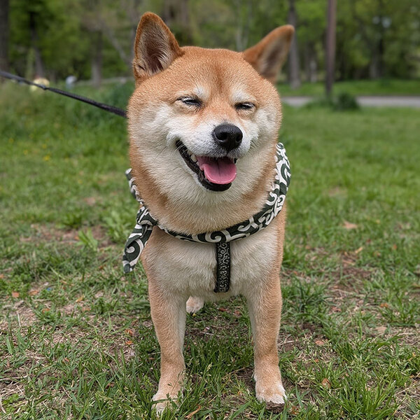 「爆笑した！」「地獄の門番」　かわいい柴犬の写真が撮れるはずだったのに…？