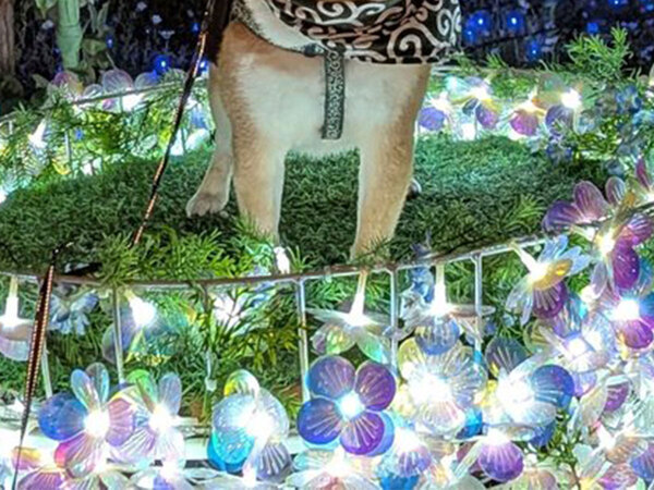 「爆笑した！」「地獄の門番」　かわいい柴犬の写真が撮れるはずだったのに…？
