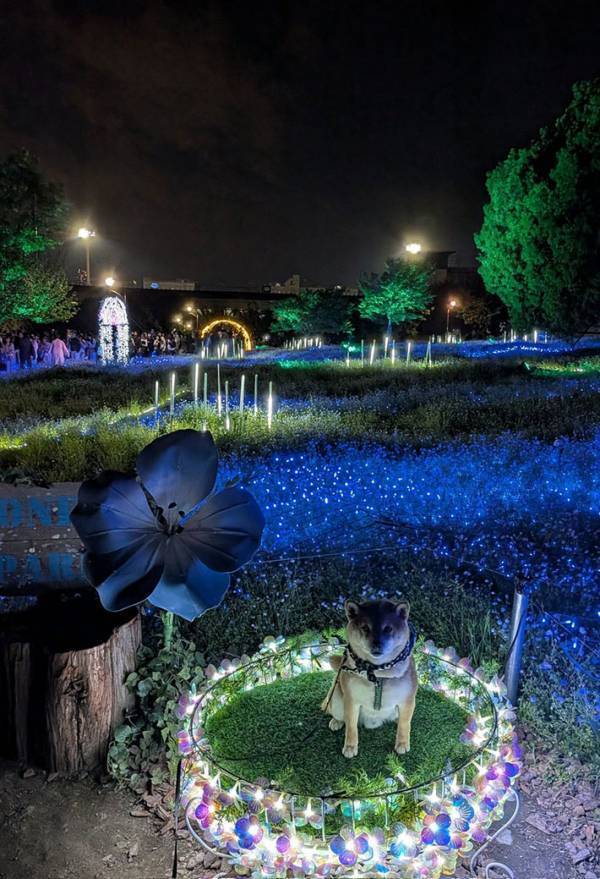 「爆笑した！」「地獄の門番」　かわいい柴犬の写真が撮れるはずだったのに…？