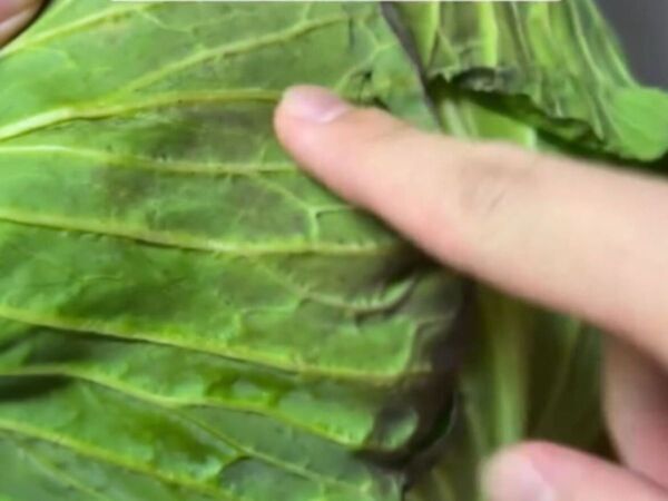 甘いキャベツを見分けるコツは…　意外な助言に「なるほど！」