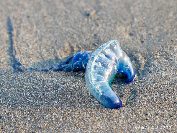 外に落ちていた『青い塊』　その正体に「ゾッとする」「子供が触りかけた…」