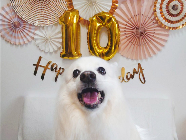 １０歳になった愛犬　誕生日ケーキが出てくると…「笑っちゃった」「ロックオンしてる」