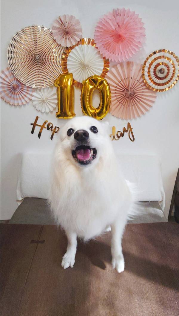 １０歳になった愛犬　誕生日ケーキが出てくると…「笑っちゃった」「ロックオンしてる」