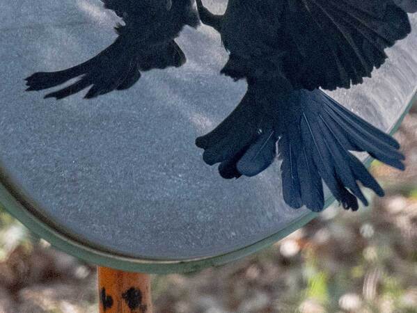 カーブミラーに映るカラスに「そんなことある？」　とらえた１枚が…「貴重な写真」「あっぱれ」