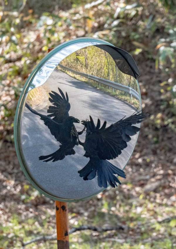 カーブミラーに映るカラスに「そんなことある？」　とらえた１枚が…「貴重な写真」「あっぱれ」