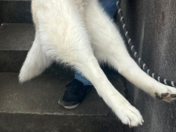 女性に抱きかかえられたハスキー　表情に「完全に赤ちゃん顔」「さすがに保存した」