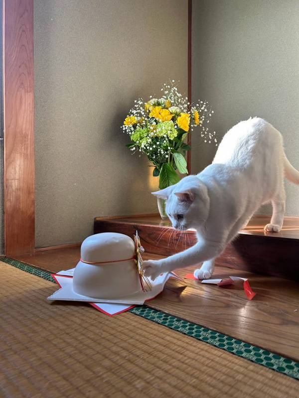鏡餅を見つめる猫、次の瞬間？　漫画のような展開に「最高傑作やろ」