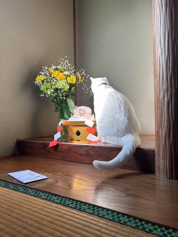 鏡餅を見つめる猫、次の瞬間？　漫画のような展開に「最高傑作やろ」