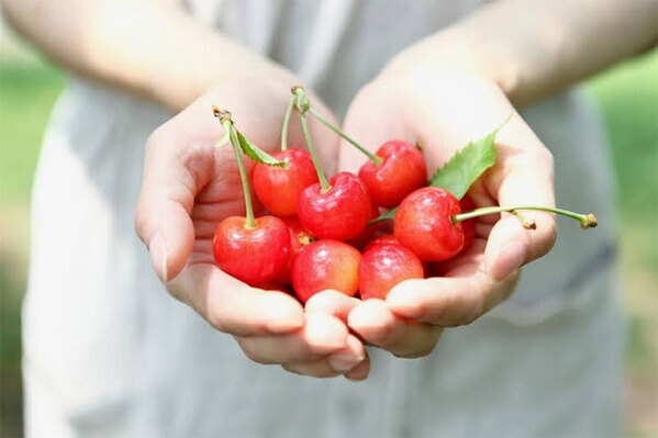 買ったサクランボ、すぐ冷蔵？常温に置く？　生産者の回答「冷えたサクランボは…」