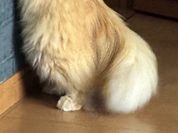 飼い主に『推し活』する猫　行動に「まさにアイドルファン」「人間入ってる？」