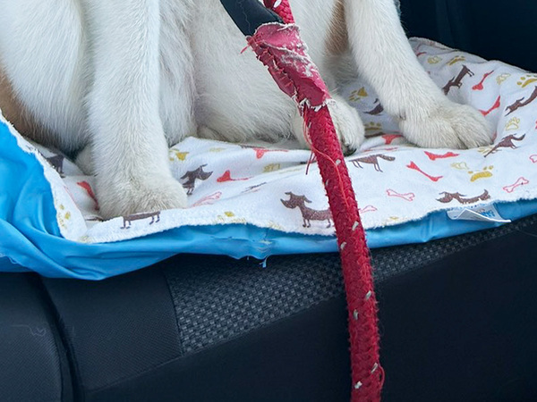 飼い主「オナラした？」　秋田犬の見せた姿に「ごめん爆笑した」「顔、顔ー！」