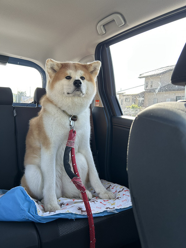 飼い主「オナラした？」　秋田犬の見せた姿に「ごめん爆笑した」「顔、顔ー！」