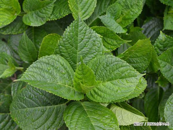 料理に添えないで！　注意喚起に「知らなかったら、食べちゃうよ」