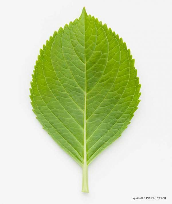 料理に添えないで！　注意喚起に「知らなかったら、食べちゃうよ」