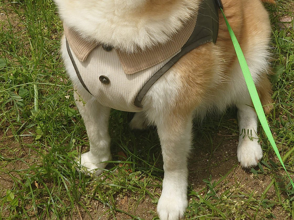 スマイル全開の柴犬に、複雑な飼い主　明かした理由が…？