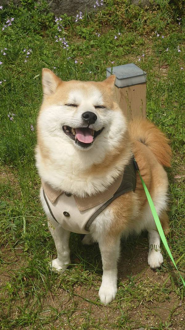 スマイル全開の柴犬に、複雑な飼い主　明かした理由が…？