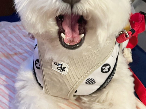 ニンジンが苦手な犬　食べ残しをチェックし続けた結果？「胸が苦しい」「天才か？」