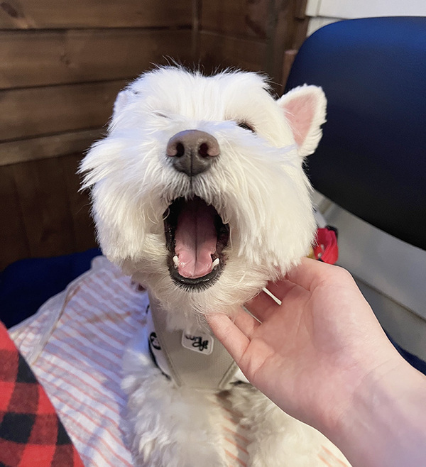 ニンジンが苦手な犬　食べ残しをチェックし続けた結果？「胸が苦しい」「天才か？」