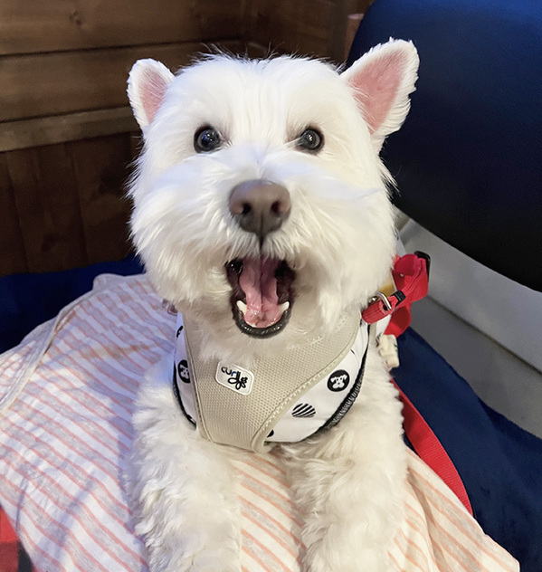 ニンジンが苦手な犬　食べ残しをチェックし続けた結果？「胸が苦しい」「天才か？」