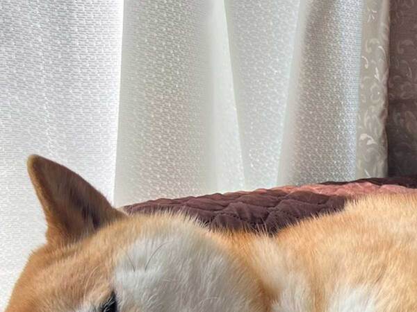 愛犬を散歩に誘うと…？　まさかの対応に爆笑する人続出