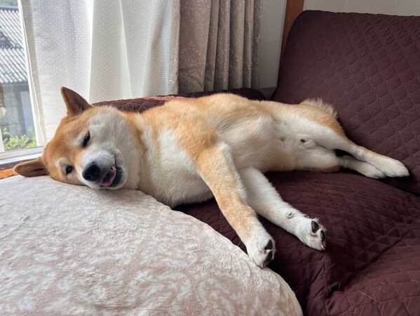 愛犬を散歩に誘うと…？　まさかの対応に爆笑する人続出