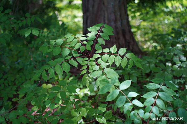 「剪定した翌日に…」「注意！」　公園でよく見かける木、実は触るだけでも危険？