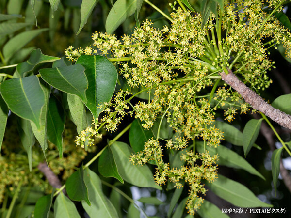 「剪定した翌日に…」「注意！」　公園でよく見かける木、実は触るだけでも危険？